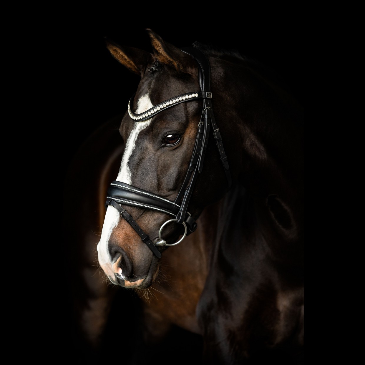 SD® Celebrity Bridle with crystal rocks. - For the horse - SD Design Aps