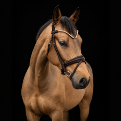 SD� Veneziano bridle. Brun with Gold buckles.