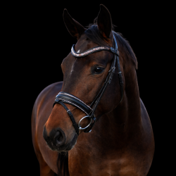 SD� Action Bridle Black/Rosegold.