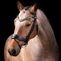 SD� Antobello Bridle. Black