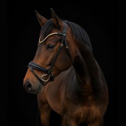 SD� Veneziano bridle. Black.
