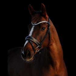 SD� Action Bridle Black/Crystal.