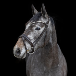 SD� Romanov bridle. Brown/Brown/PT. 