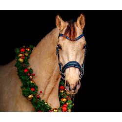 Auktion 1 Action Bridle Navy