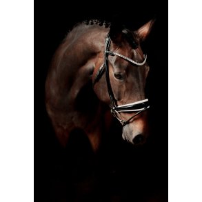 Auktion 1 DaVinci Rolled Bridle BLACK/WHITE