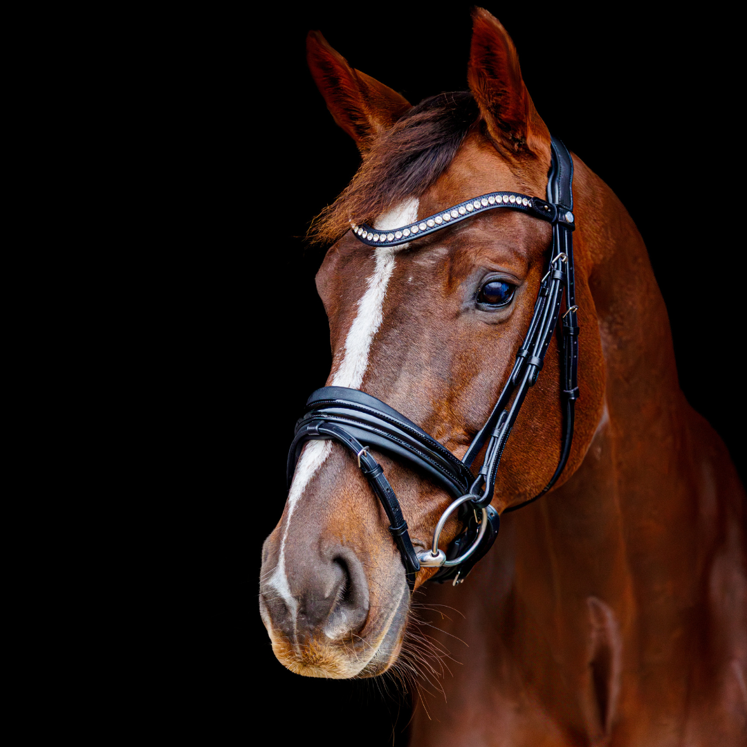 SD® Marzog anniversary Bridle. LIMITED EDITION. Black/Patent