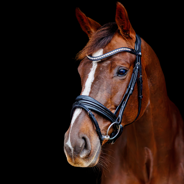 SD Marzog anniversary Bridle. LIMITED EDITION. Black/Patent 