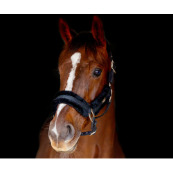 SD Midnight sparkle sheep Halter - Midnight Sparkle.