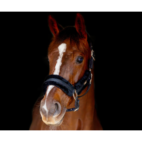 SD Midnight sparkle sheep Halter - Midnight Sparkle.