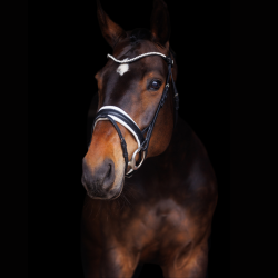 SD Hauso Bridle. Black/White.