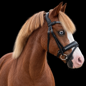 Auktion 4 Danesur Bridle