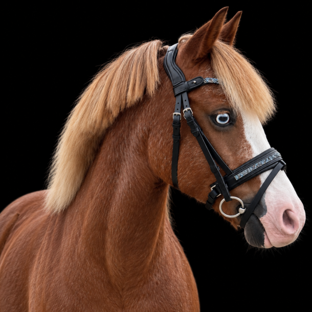 Auktion 4 Danesur Bridle