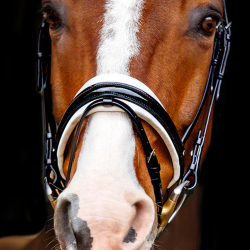 SD Marzog anniversary Bridle. LIMITED EDITION. Black/white/Patent 
