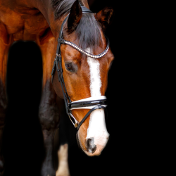 SD Marzog anniversary Bridle. LIMITED EDITION. Black/white/Patent 