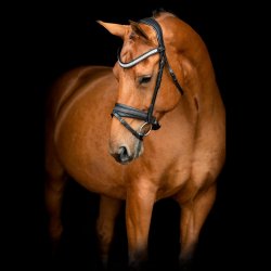 SD� Hollywood Glamorous noseband. Black/Midnight Sparkle.