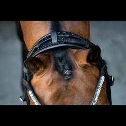 SD Headpiece for Rolled Bridle/rolled double bridle. Brown.