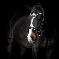 SD Duke de Niro II Rolled Bridle. Black/White. 
