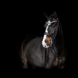 SD Belissimo II Rolled double bridle. Brown.