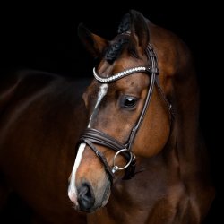SD Duke de Niro II Rolled Bridle. Brown/brown.