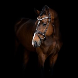 SD Noseband for rolled Bridle. Brown/Brown.