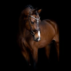 SD Duke de Niro II Rolled Bridle. Brown/brown.