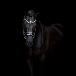 SD Romanov Browband. Black.