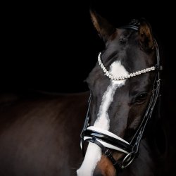 SD Romanov Browband. Black.