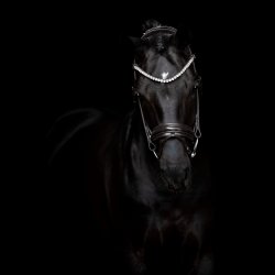 SD Zhivago Rolled bridle. Black/Black/PT.