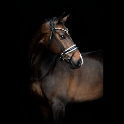 SD Zhivago Rolled bridle. Black/White/PT.