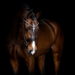SD Noseband for rolled Bridle. Black/Black.