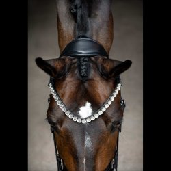 SD Valentino Browband. Black.