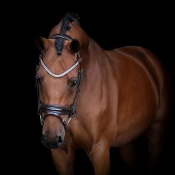 SD Donna Diva browband. Black. 