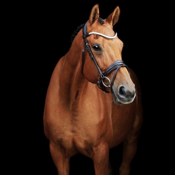 SD Gracieux bridle. Black/Black/PT.