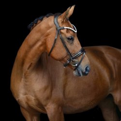 SD Romanov bridle. Black/Black/PT.