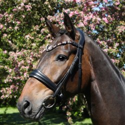 SD Bespoke Browband. 3 optional colours of 10mm crystals.