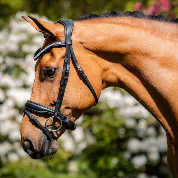 SD Noseband black/black. 