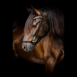 SD Drop noseband. Black.