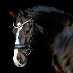 SD Mystery Browband. Black.