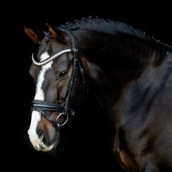 SD Mystery bridle in Black. 