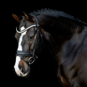 SD Mystery bridle in Black. 