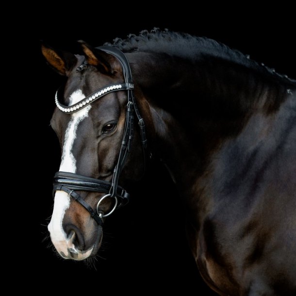 SD Mystery bridle in Black. 