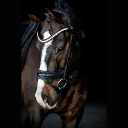 SD Mystery bridle in Black. 