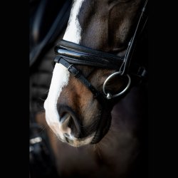 SD Mystery bridle in Black. 
