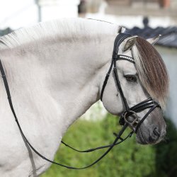 SD Mystery bridle in Black. 