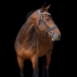 SD Mystery bridle in Black. 