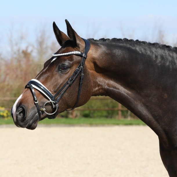 SD Mystery bridle. Black/White. 