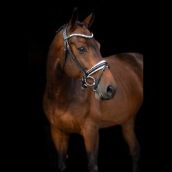 SD Mystery bridle. Black/White. 