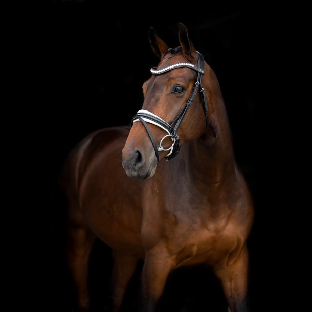 SD Mystery bridle. Black/White. 