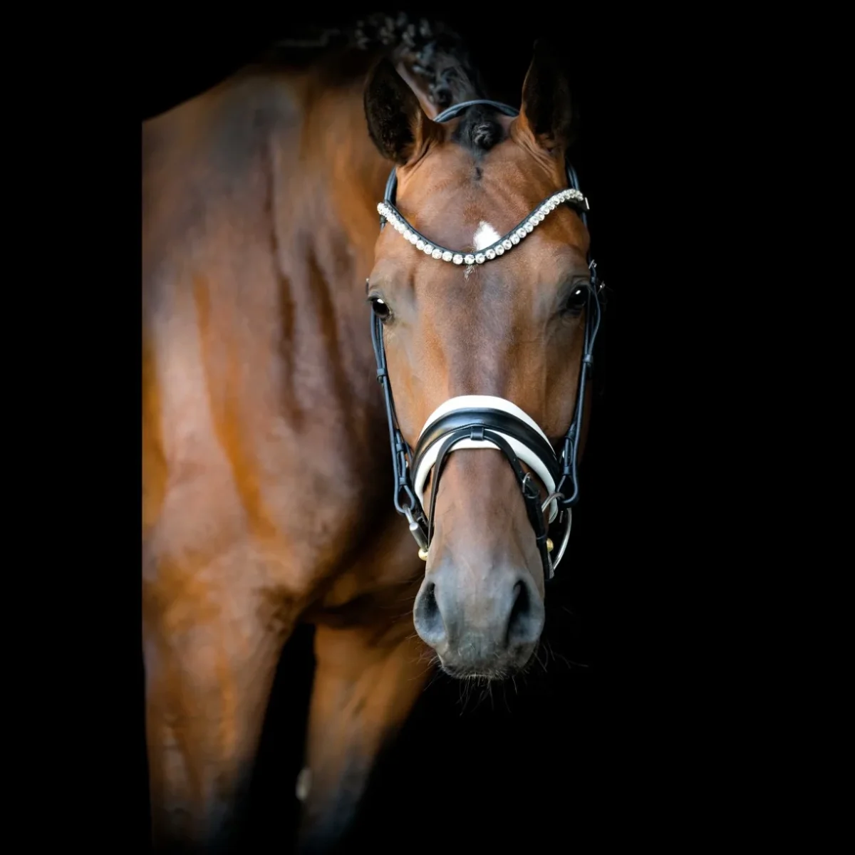 SD® L Únique II bridle. Black/White - SD® BLACK BRIDLES - SD Design
