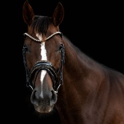 Noseband with Gold Diamonds BR/BR/PT